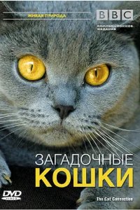  BBC: Загадочные кошки 