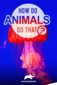  Удивительный мир животных 