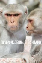  Прирожденные бунтари 