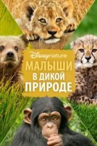  Малыши в дикой природе 