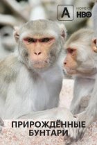  Прирожденные бунтари 