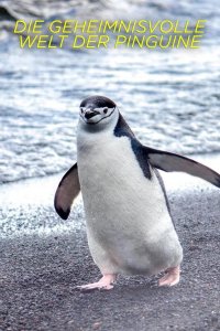  Тайны пингвинов 