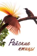  Райские птицы 