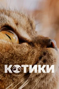  Котики  1 сезон