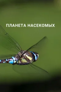  Планета насекомых  1 сезон