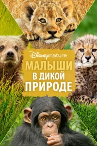 Постер к сериалу  Малыши в дикой природе  1-2 сезон