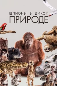  Шпионы в дикой природе  1 сезон
