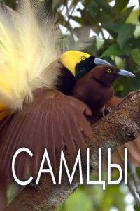  Самцы  1 сезон
