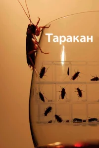  Таракан  1 сезон